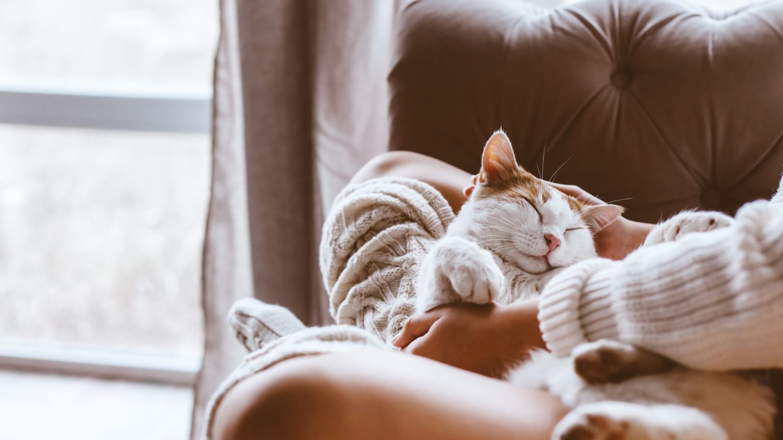 Descubre el significado espiritual de soñar con gatos significado soñar con gatos